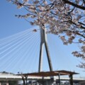 川西市・猪名川町の桜の開花状況を見てきた(2022/3/27時点)