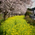 各地の桜の開花状況を見てきた4月2日版。猪名川町のい〜な桜通りのライトアップとか桜・菜の花の道、高原寺とか色々。