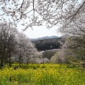 2023年の川西市・猪名川町の色んな場所の桜を見てきた。お花見の参考にどうぞ。