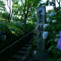 6/19(月)時点の紫陽花寺・頼光寺の開花状況を見てきた。